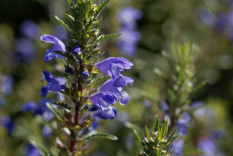 Dracocephalum moldavica thé des jardins