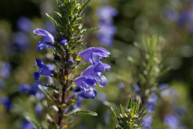 Dracocephalum moldavica thé des jardins