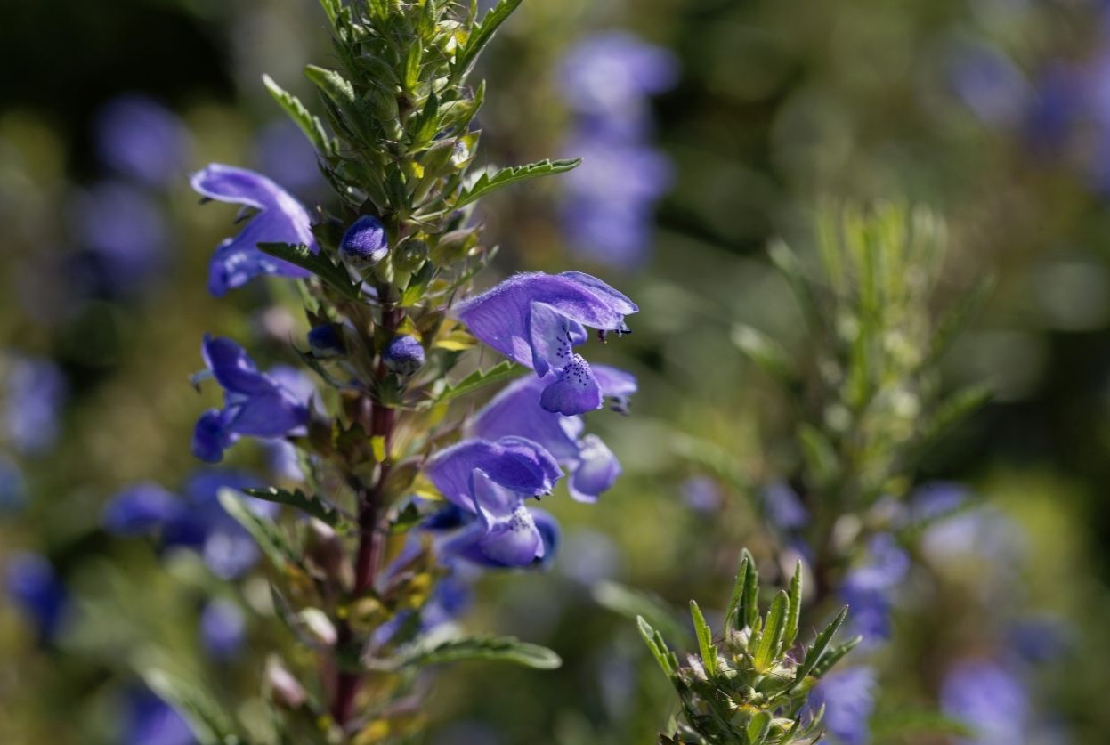 Dracocephalum moldavica thé des jardins