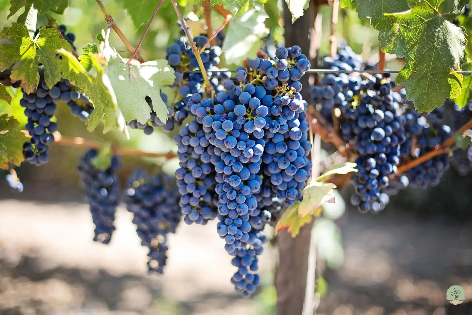 Planter une vigne : Quand, où et comment
