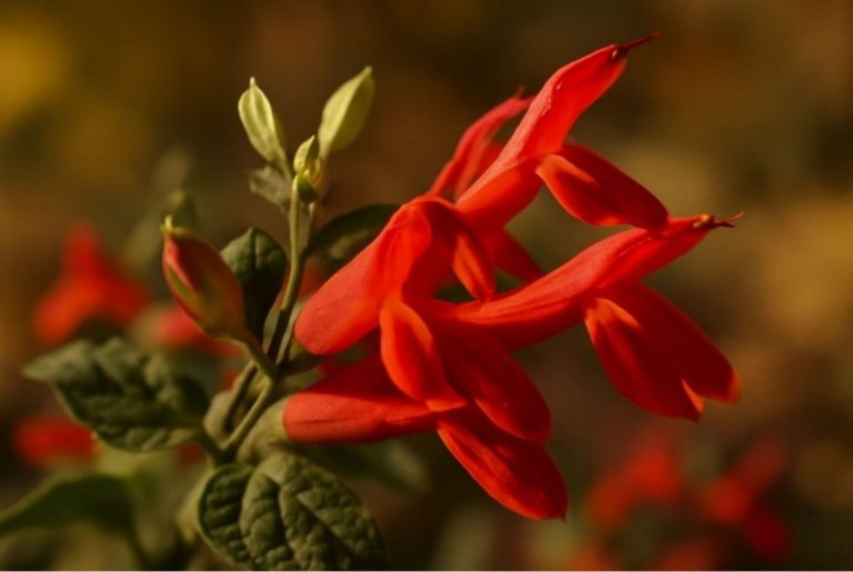 Salvia regla