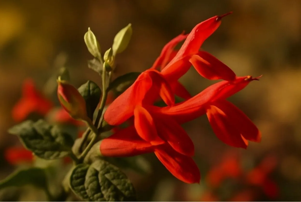 Salvia regla