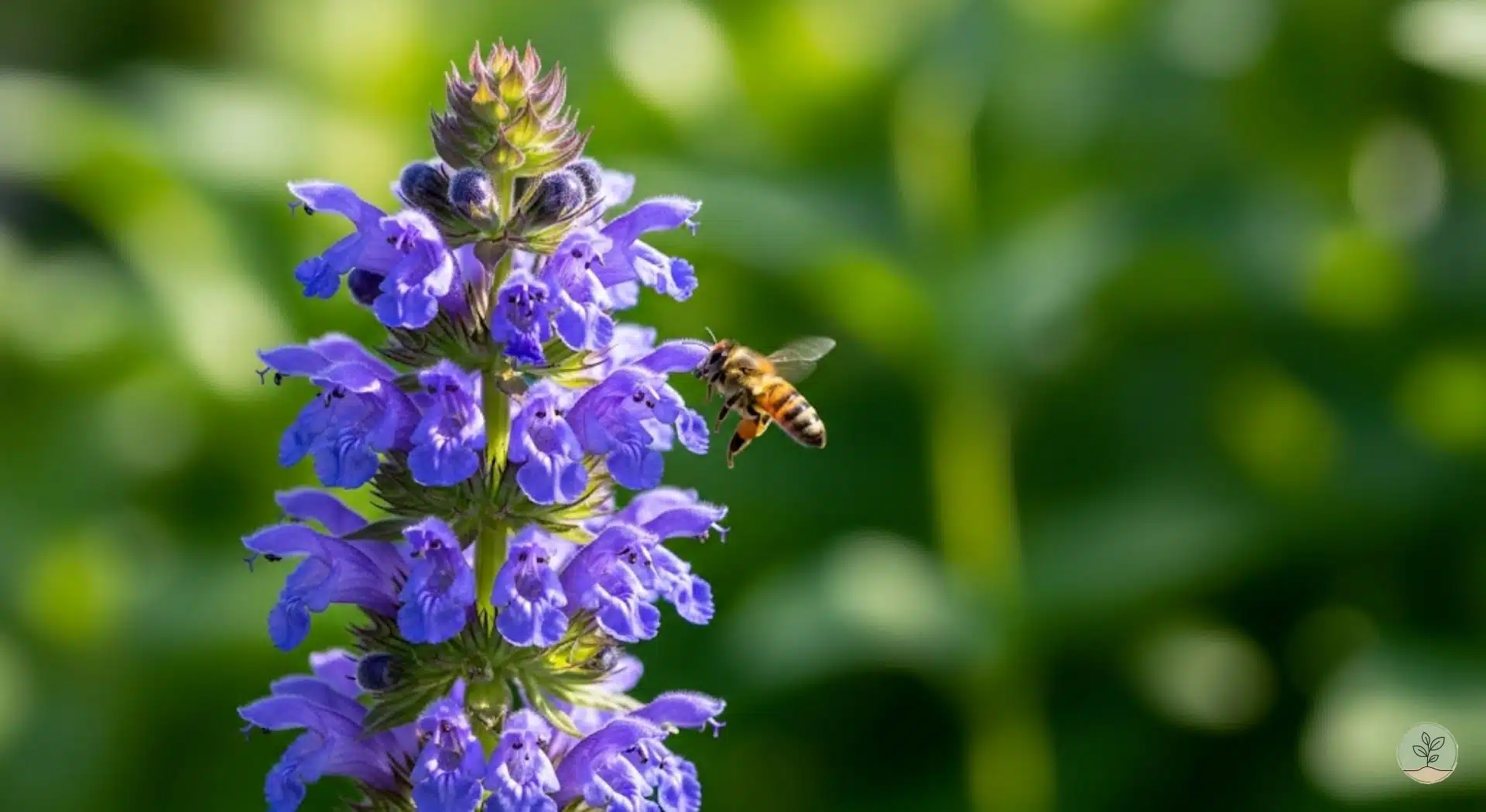 tige fleurie de Thé des jardins (Dracocephalum moldavicum)