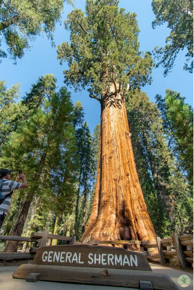 Arbre General Sherman