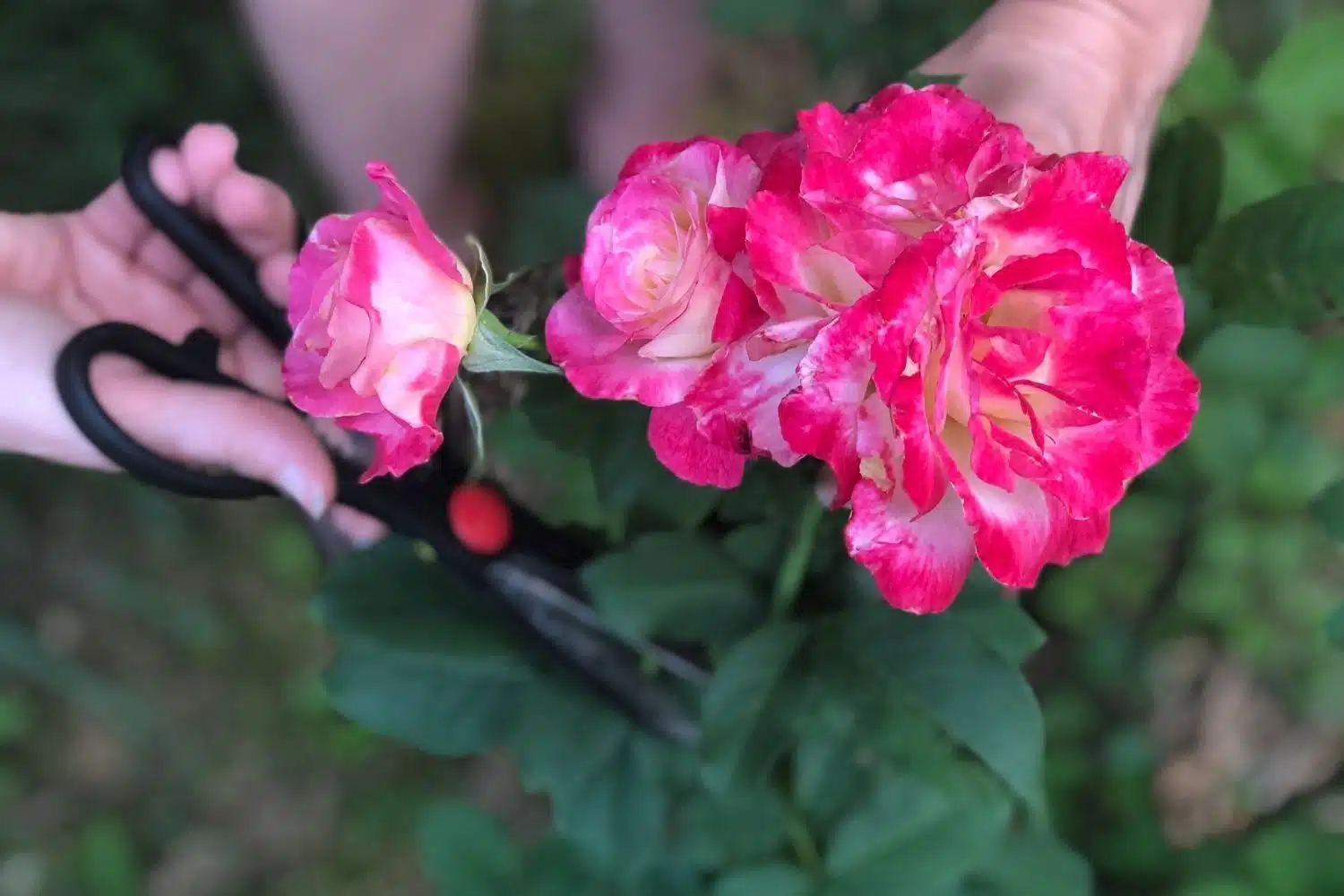 Coupe d'une tige de rosier pour faire de la bouture.
