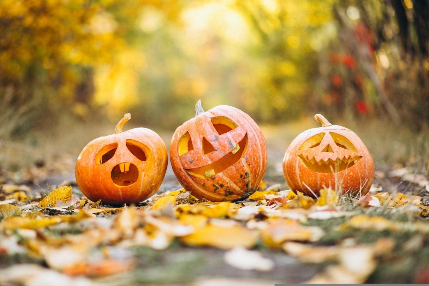 Citrouilles d'halloween