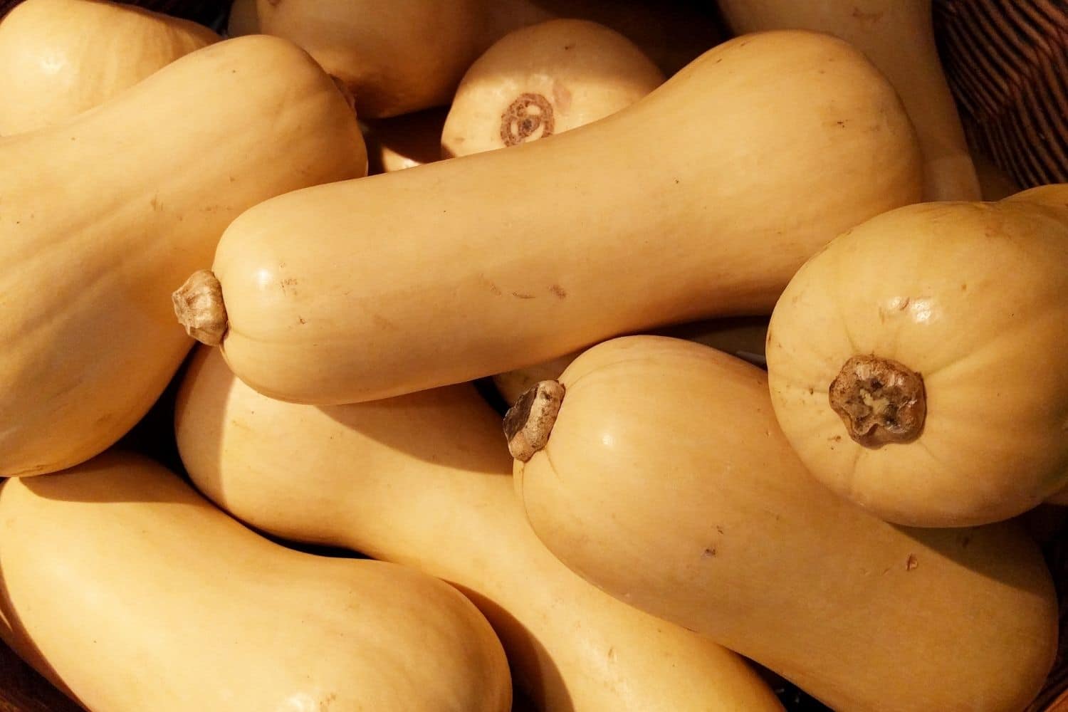Butternut : Variétés, semis, récolte et 4 recettes