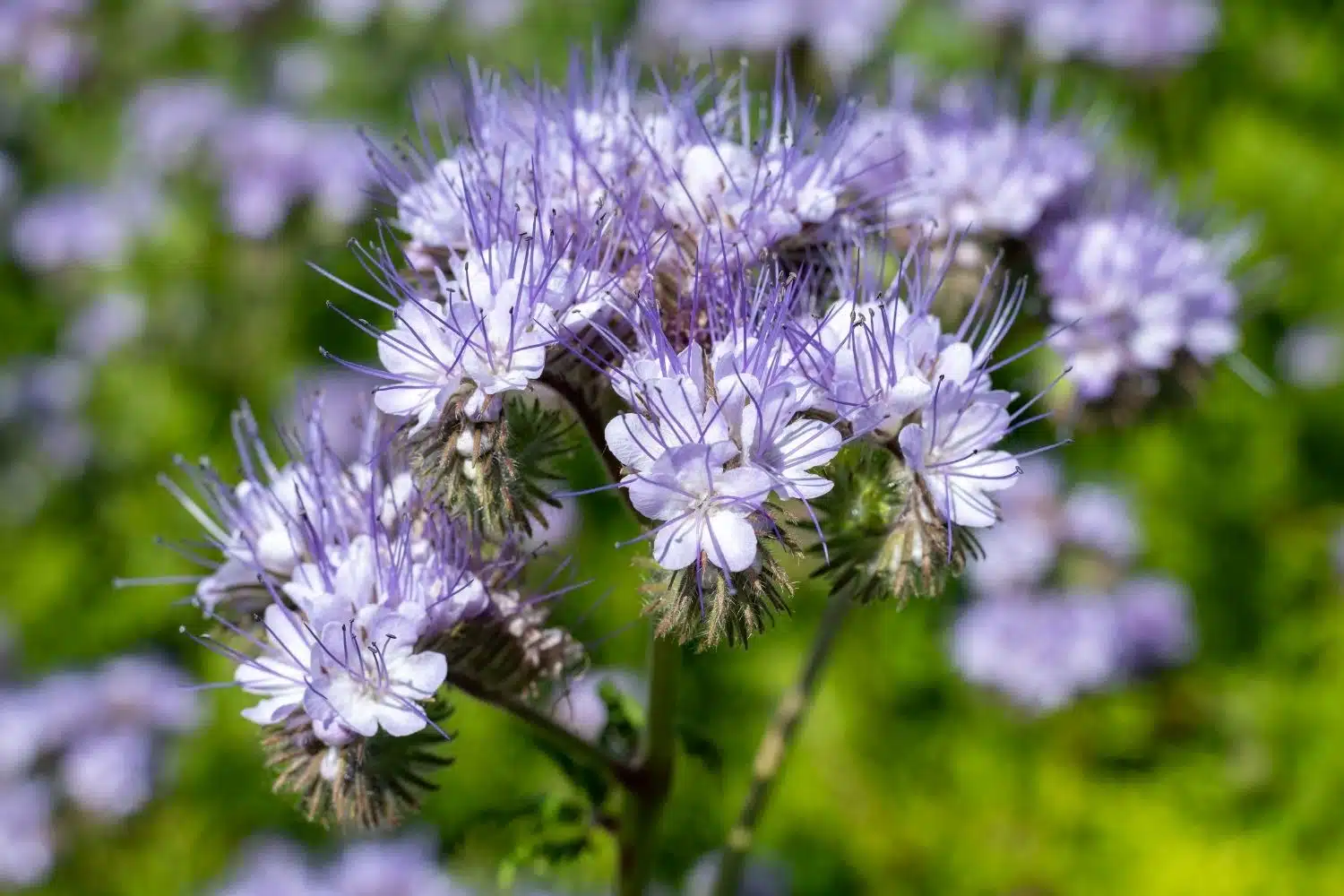 Engrais vert : 12 espèces, doses au m² et calendrier
