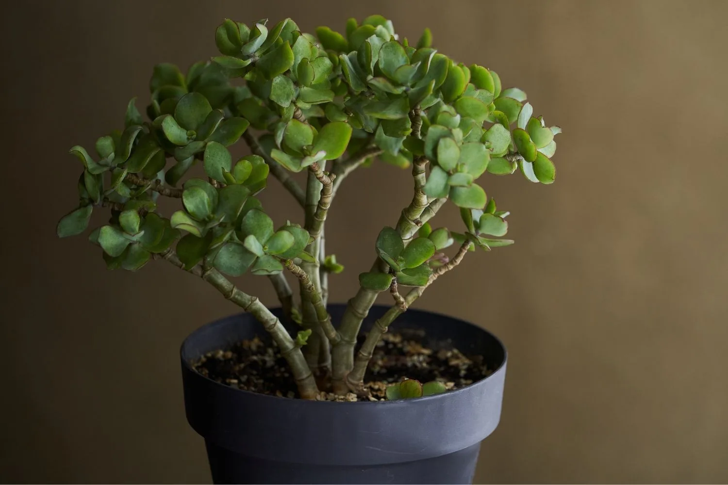 Arbre de jade : Arrosage, bouture, variétés & feng shui