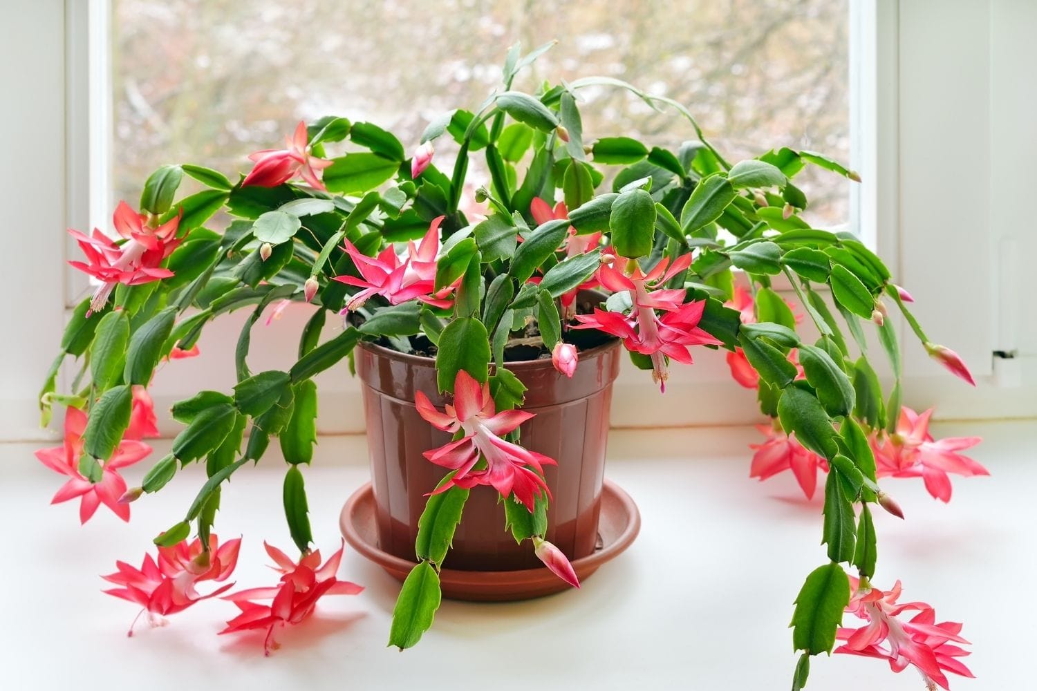 Cactus de Noël : Entretien, arrosage et floraison assurée