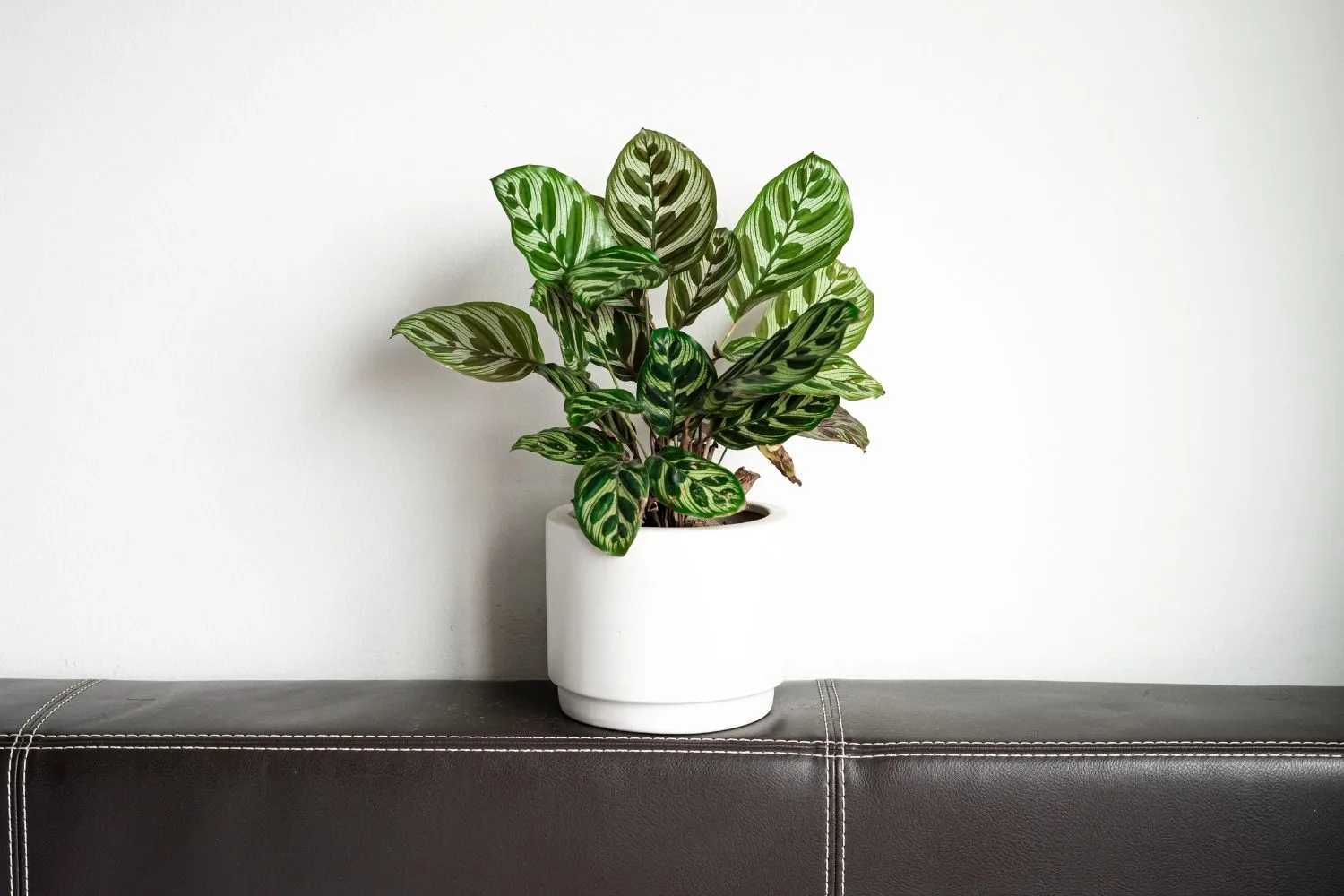 Calathea : Entretien, arrosage et variétés