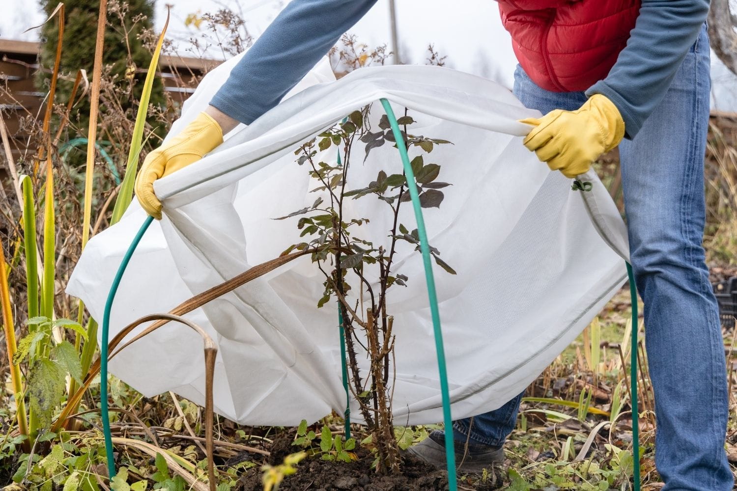 Protection des plantes en hiver : Calendrier et astuces