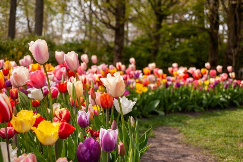 Tulipes