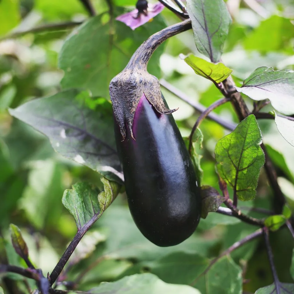 Calendrier de semis et de plantation de l'aubergine