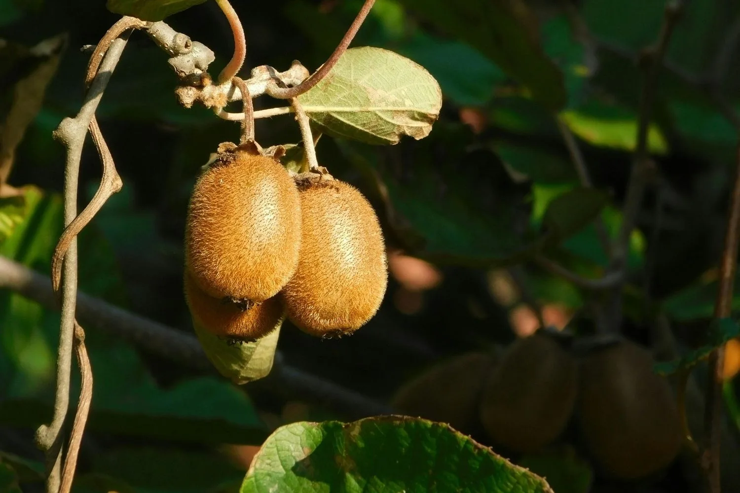 comment tailler les kiwis
