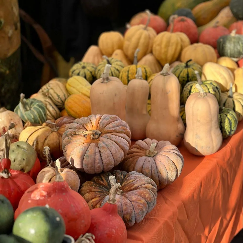 Calendrier de plantation des courges