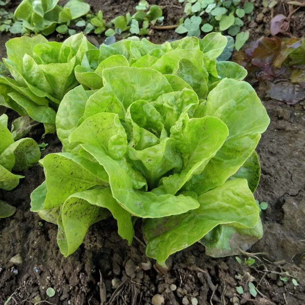 Calendrier de semis et plantation pour la laitue et la salade