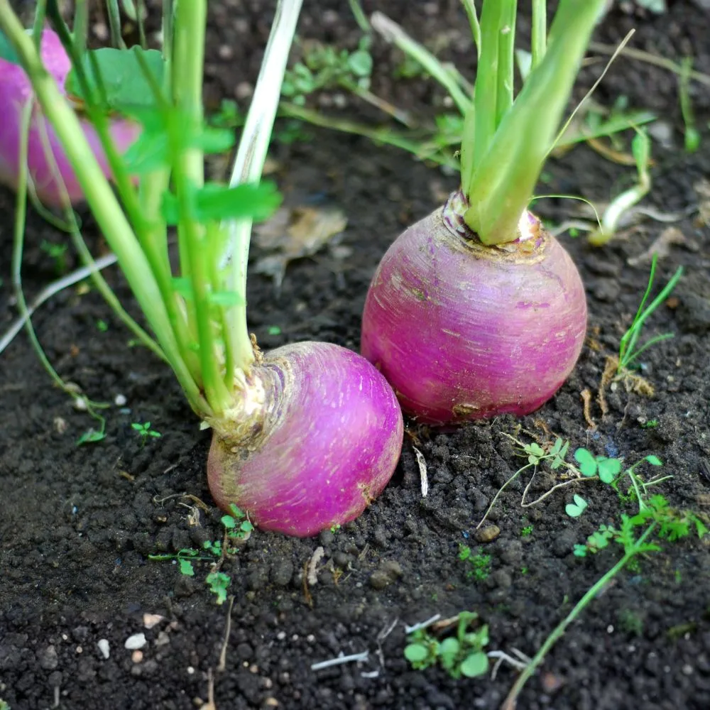 Calendrier de semis, plantation et récolte des navets