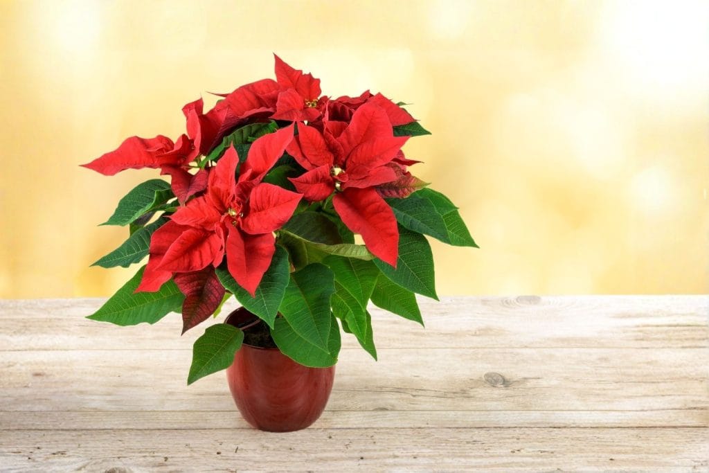 poinsettia
