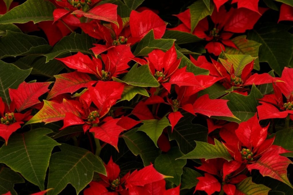 poinsettia feuilles rouges et vertes