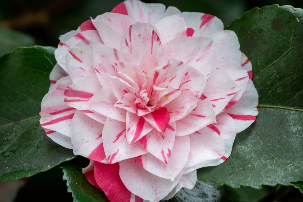 Camellia Japonica double couleur