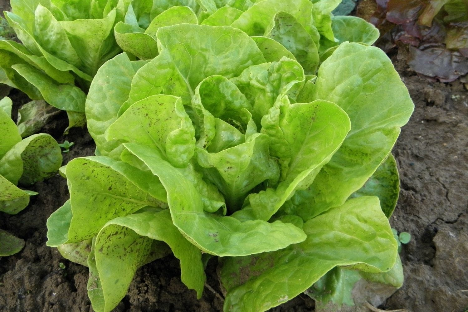 Grosse laitue fraîche et croquante au potager couverte de rosée matinale