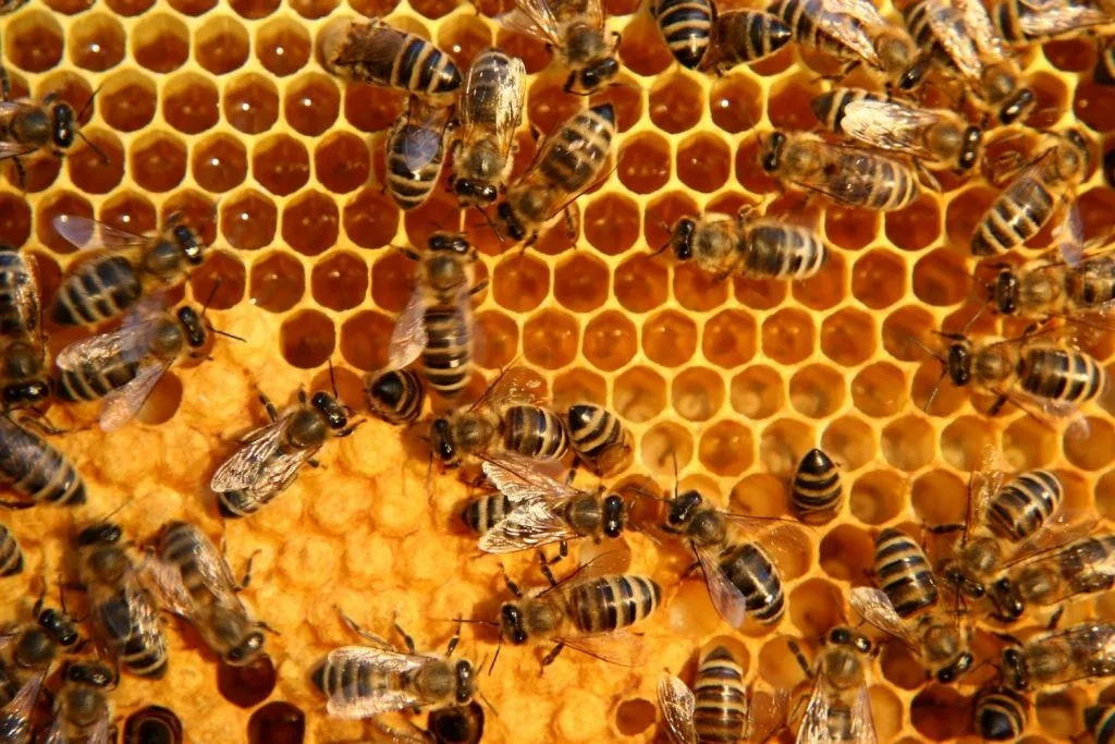 abeilles qui travaillent