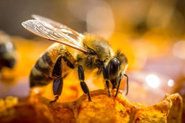 abeilles sur une fleur avec du miel