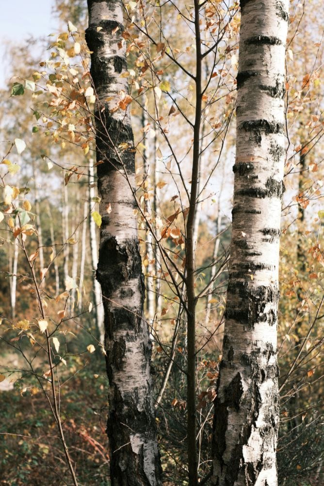 arbre bouleau