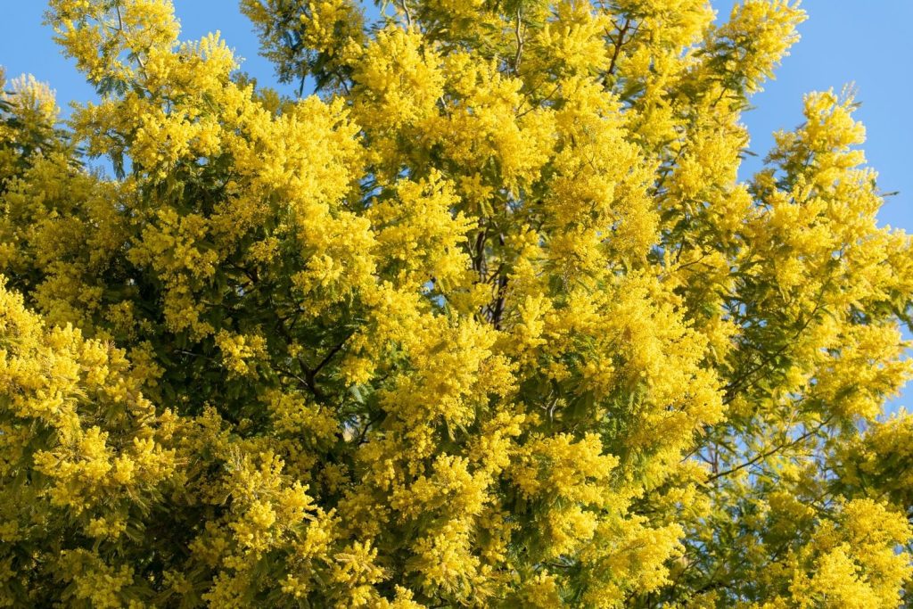 arbre mimosa