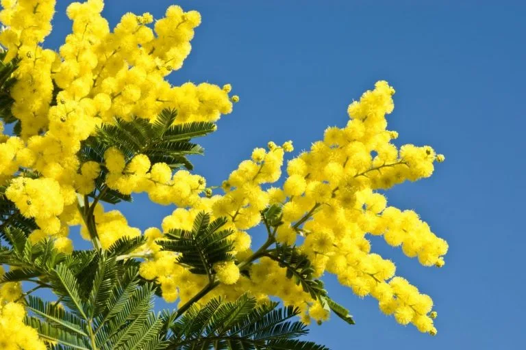 branches de mimosa