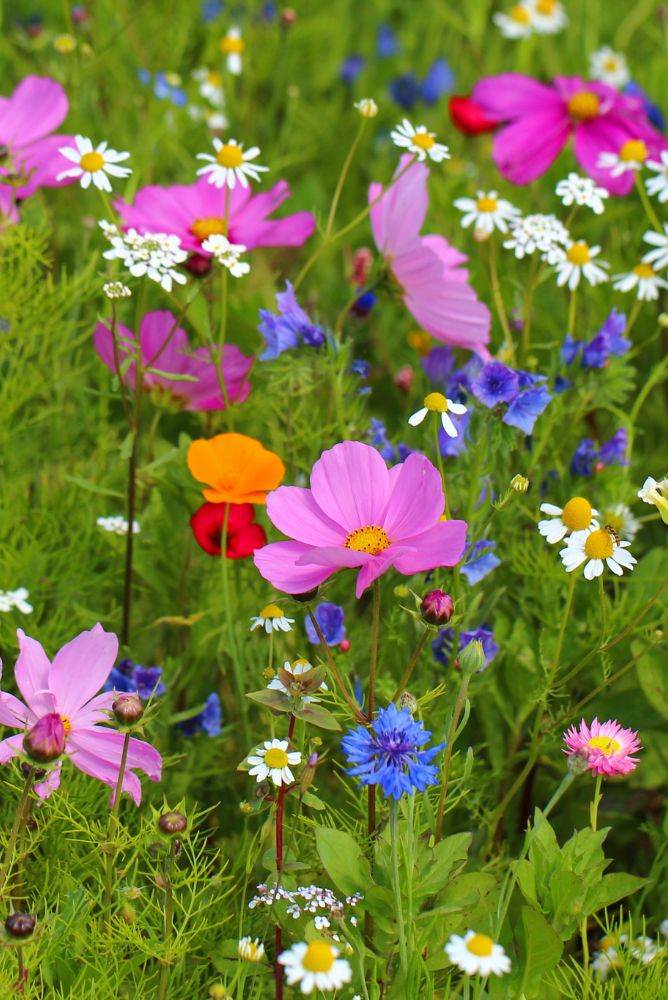 champs fleurs mellifères