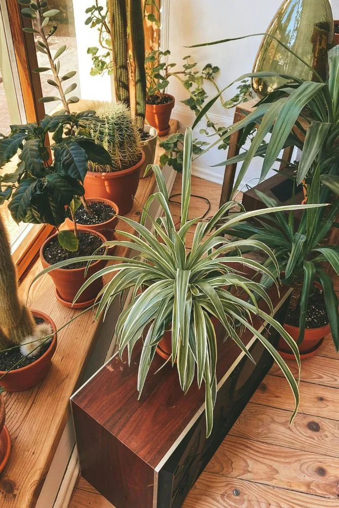 Chlorophytum