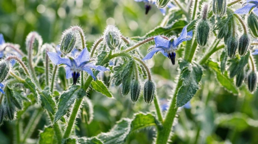 Fleurs bleues étoilées de bourrache officinale aux tiges velues dans un jardin