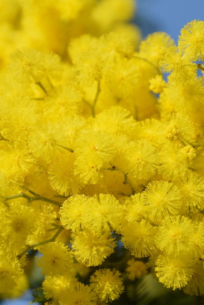 mimosa