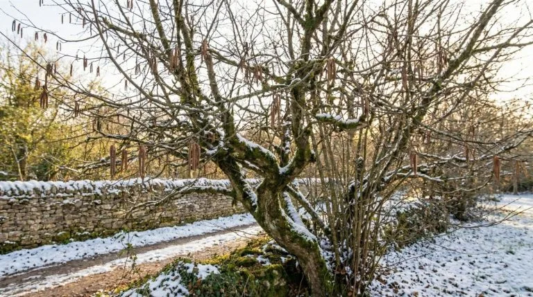 noisetier en hiver