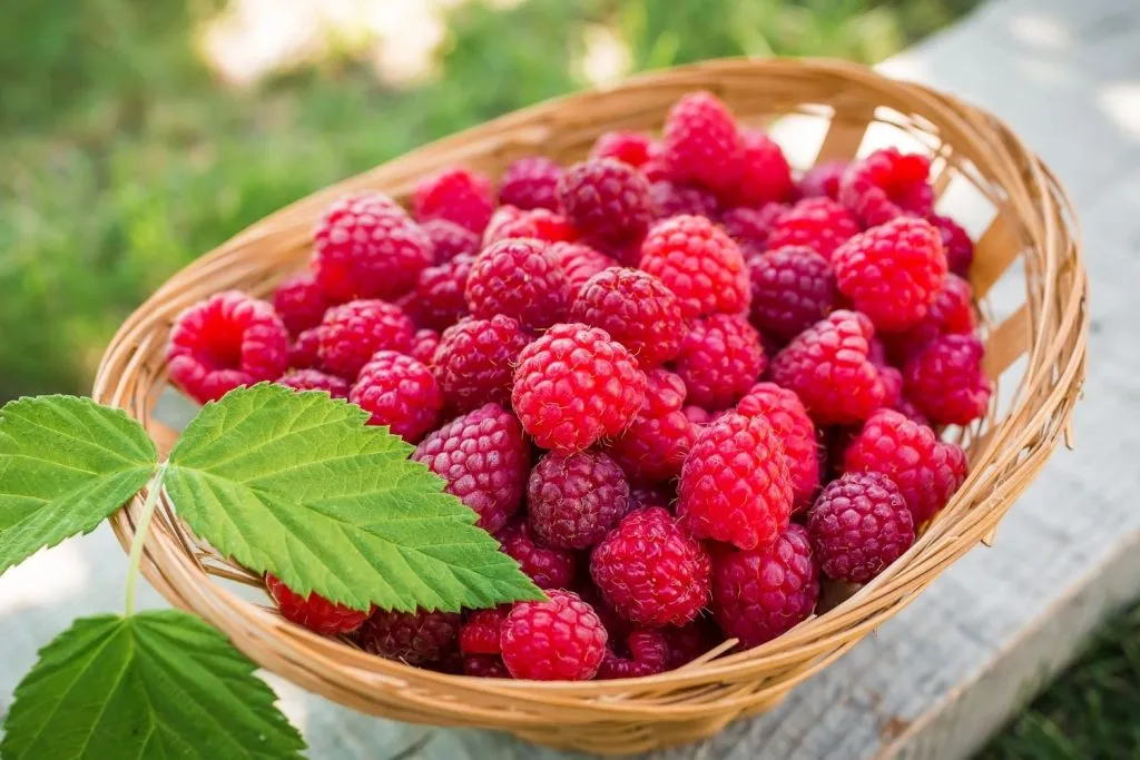 panier de framboises
