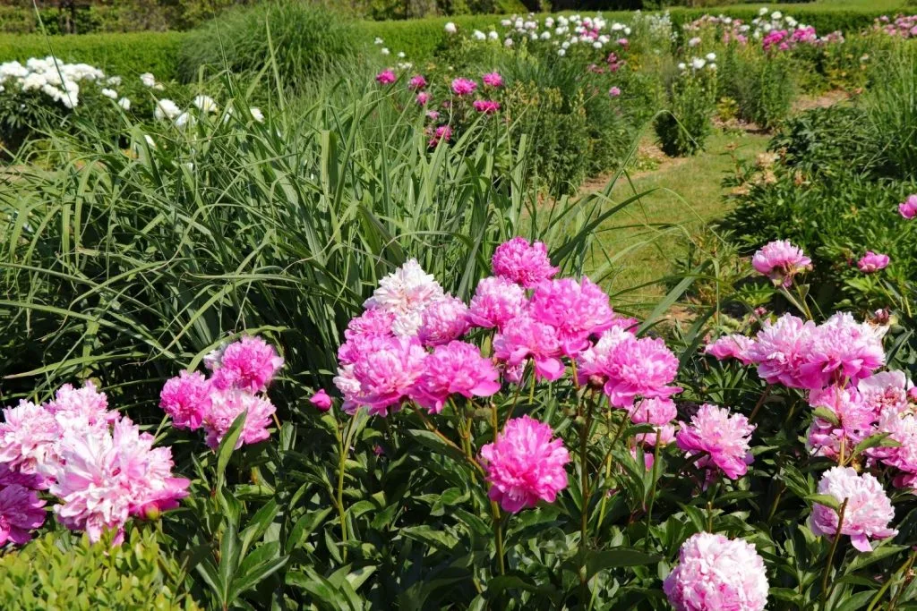 pivoines