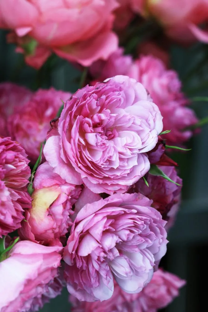 pivoines rose