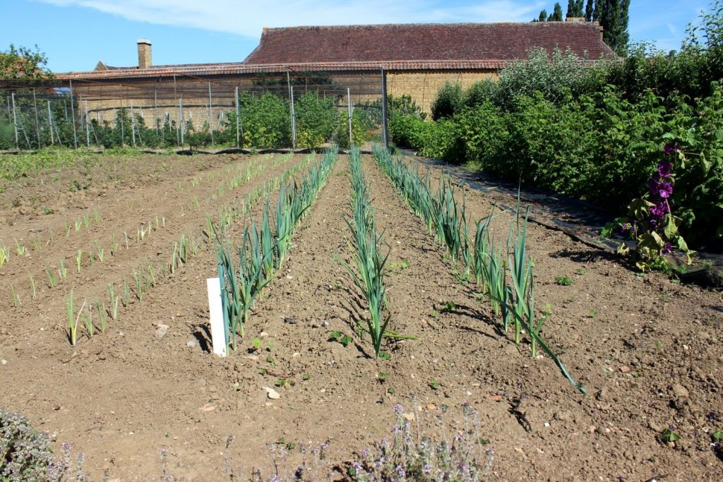 plantation de poireaux