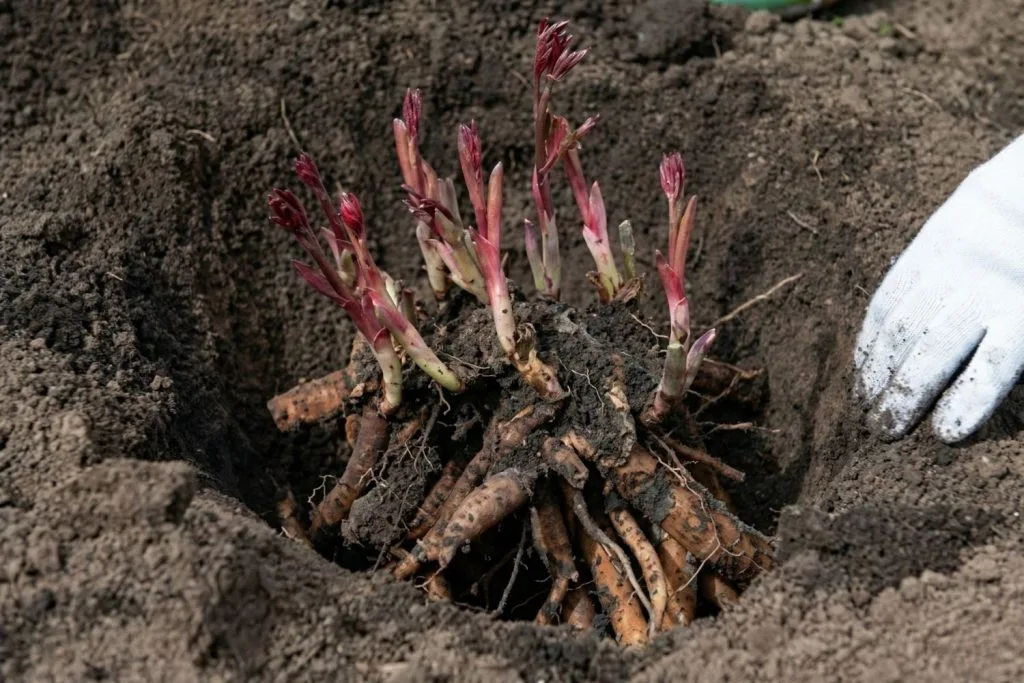 planter un pied de pivoines