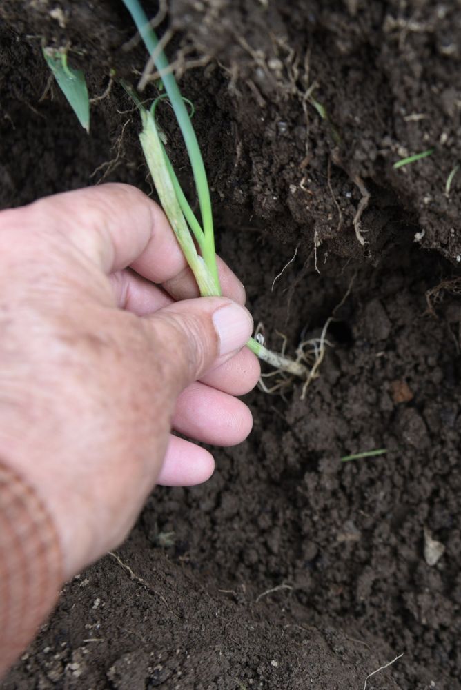 planter un poireaux