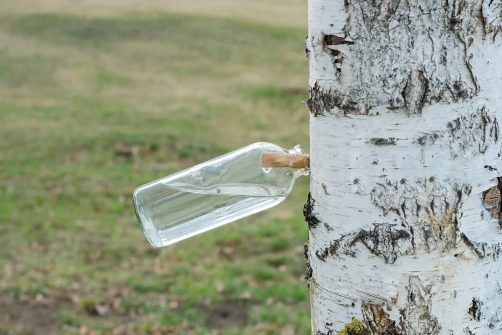 Sève de bouleau dans une bouteille
