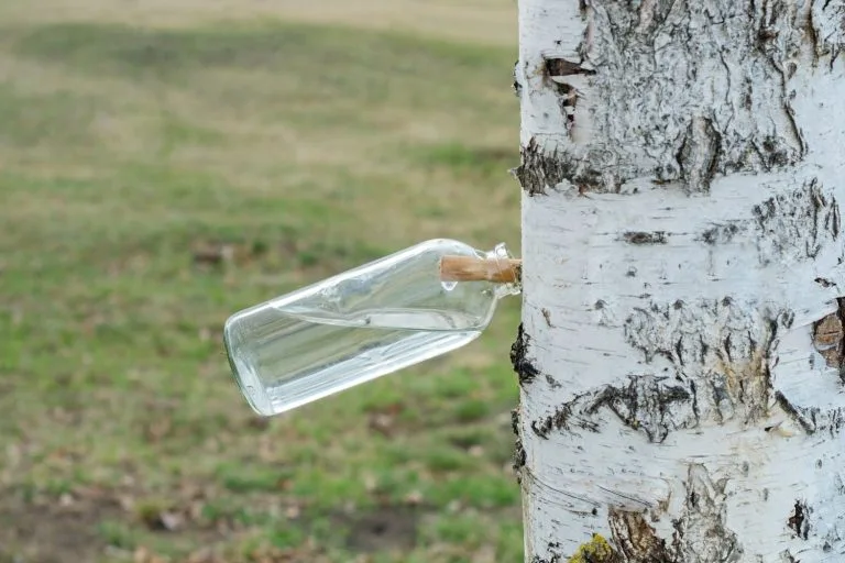 Sève de bouleau dans une bouteille