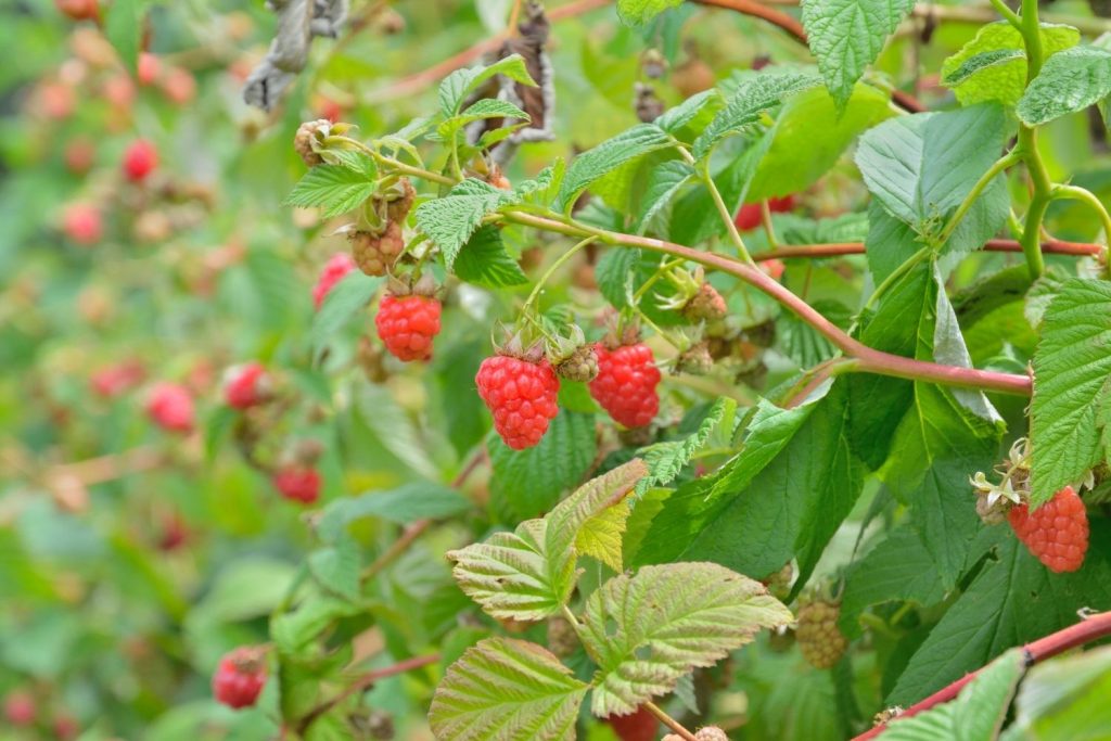 un plant de framboisier chargé de fruits rouges