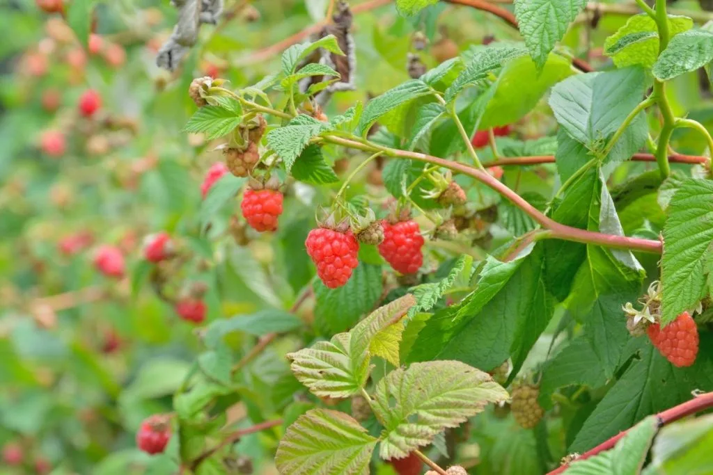 un plant de framboisier chargé de fruits rouges