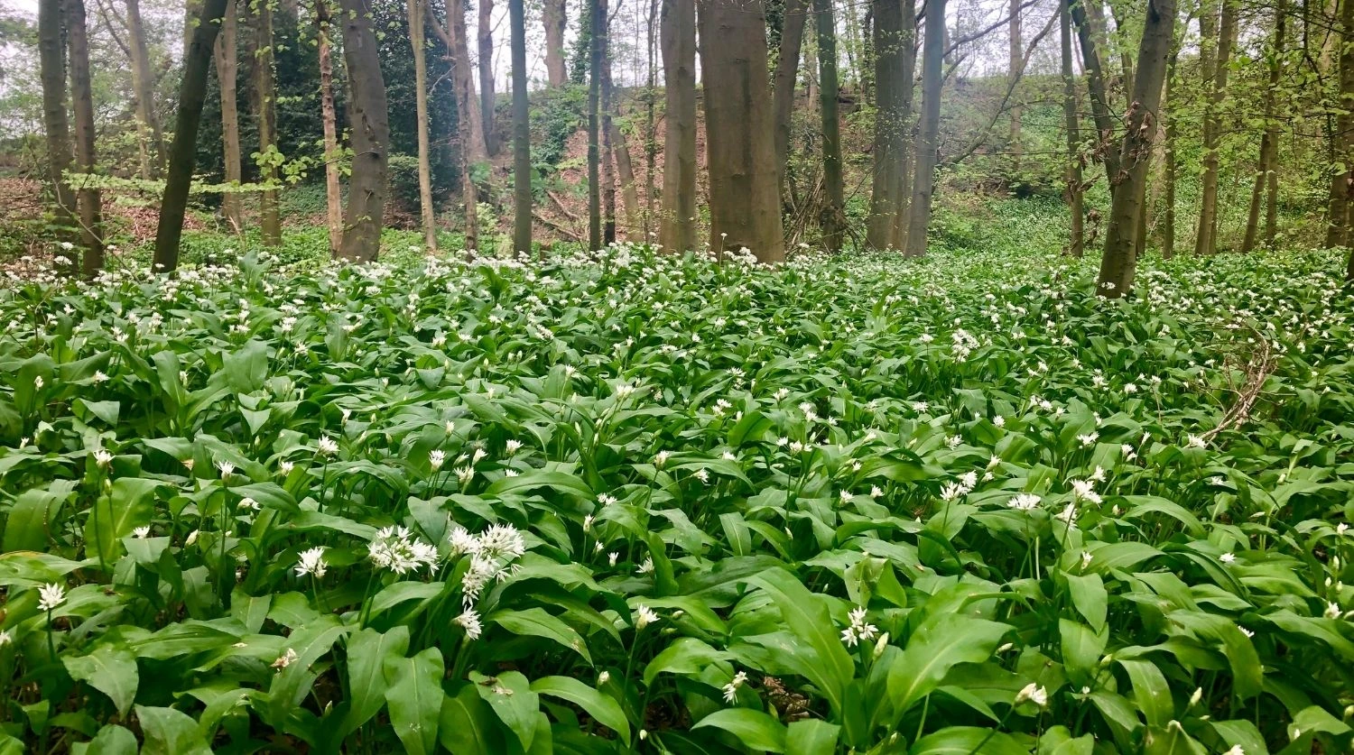 ail des ours en forêt