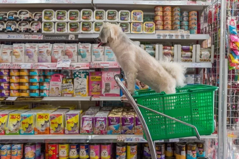 Animalerie pour chat