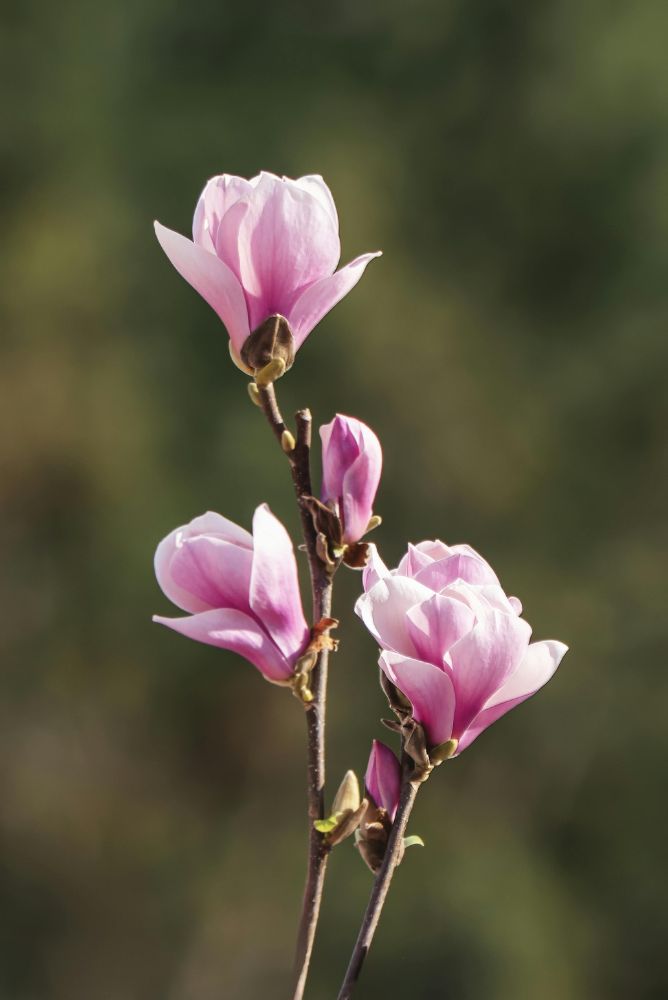 branche magnolia
