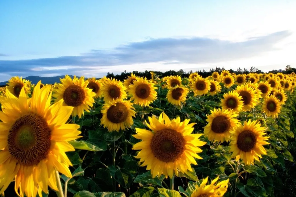 champs de tournesol